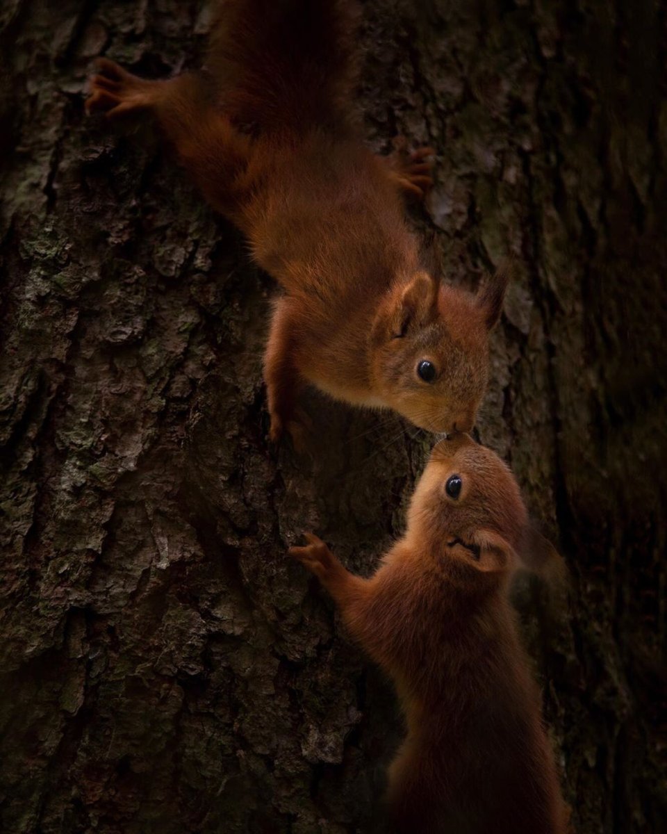 Две белочки