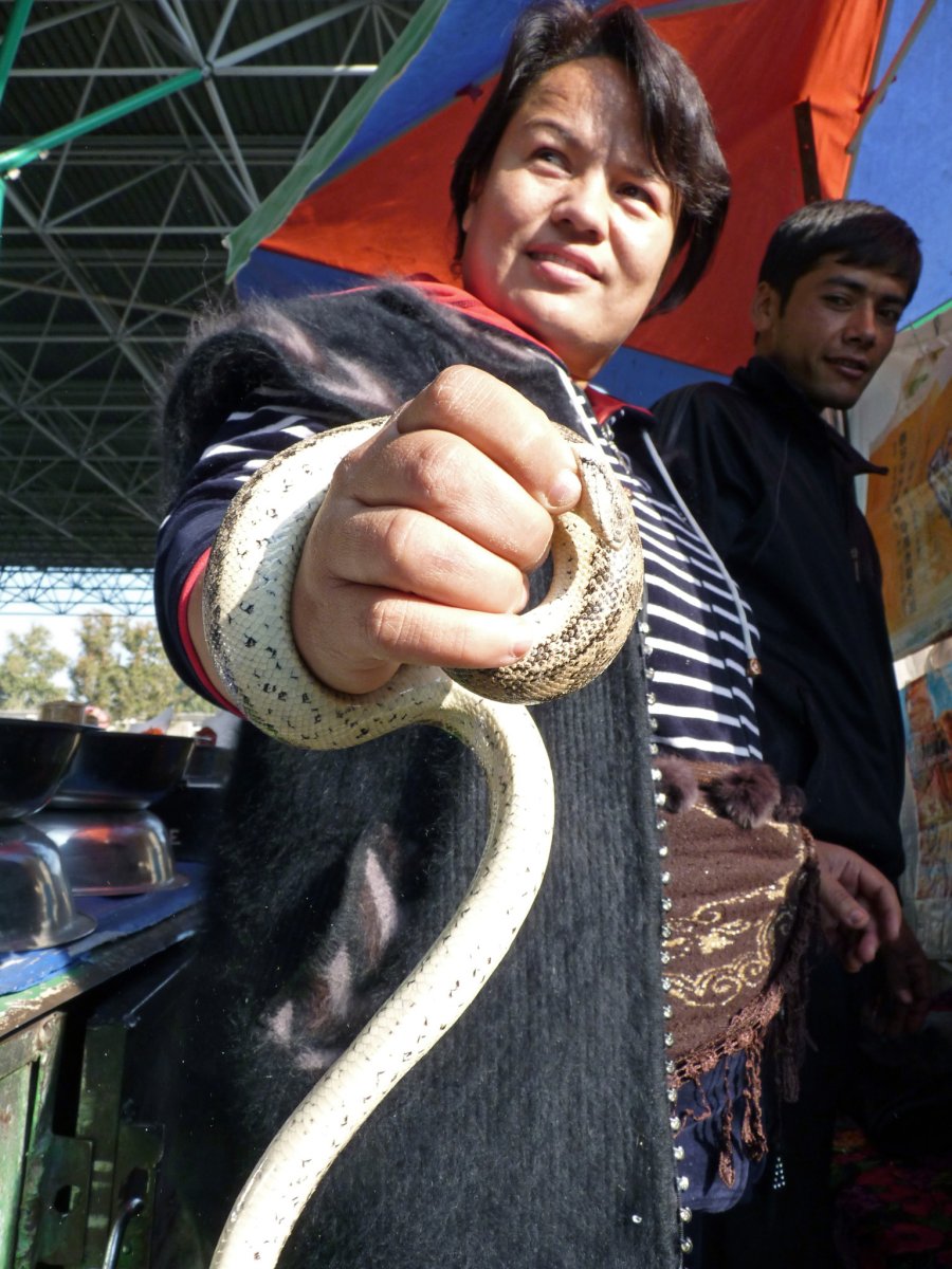 Змеи Узбекистана