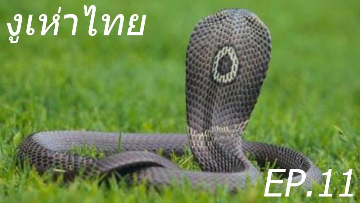 Королевские питоны милые