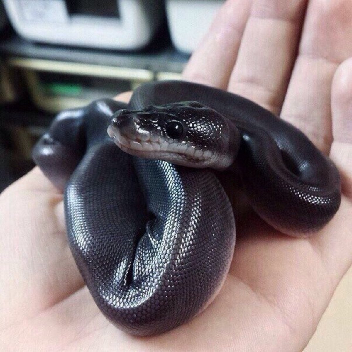 Гигантский тигровый питон