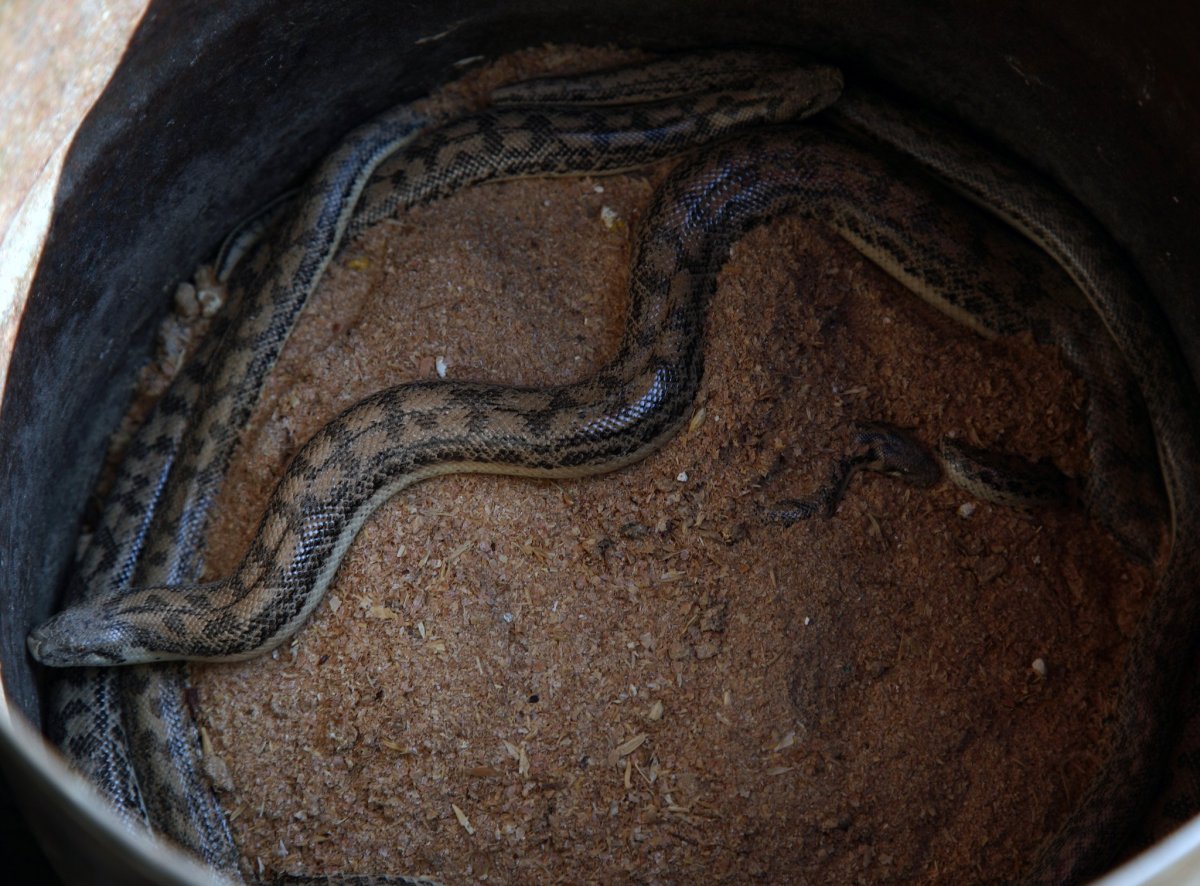 Змеи в Ташкенте