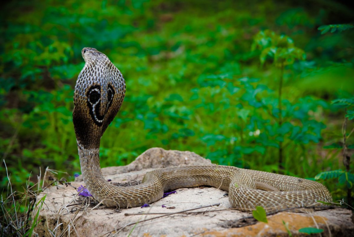 Огромные каменные змеи