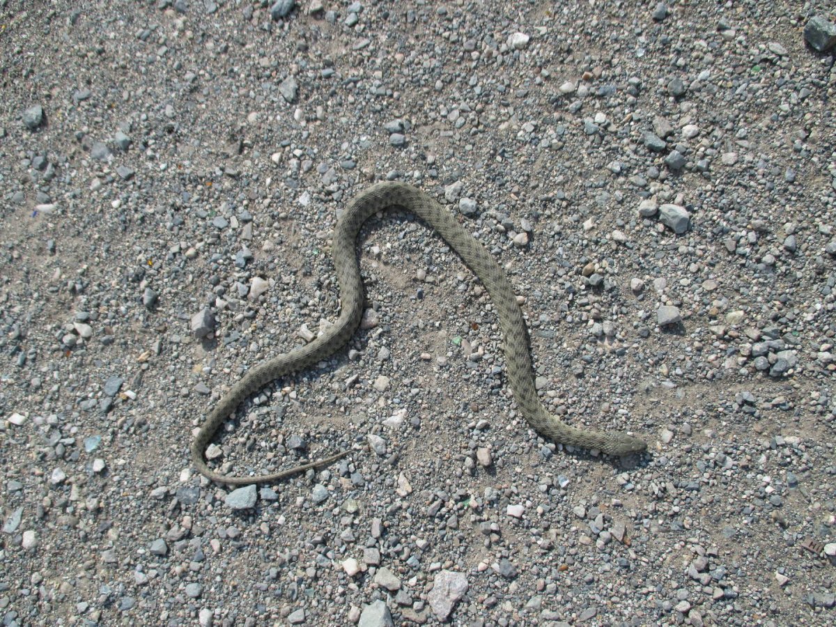 Настоящий удав