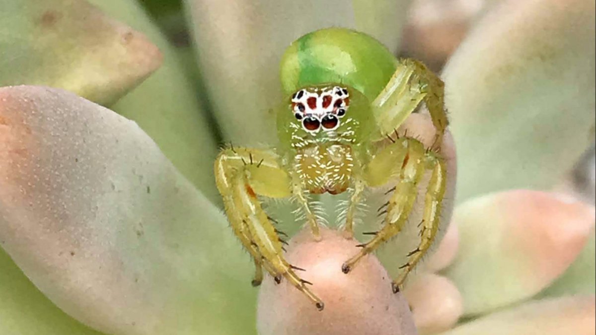 Зеленый паук с попкой как голова китайца