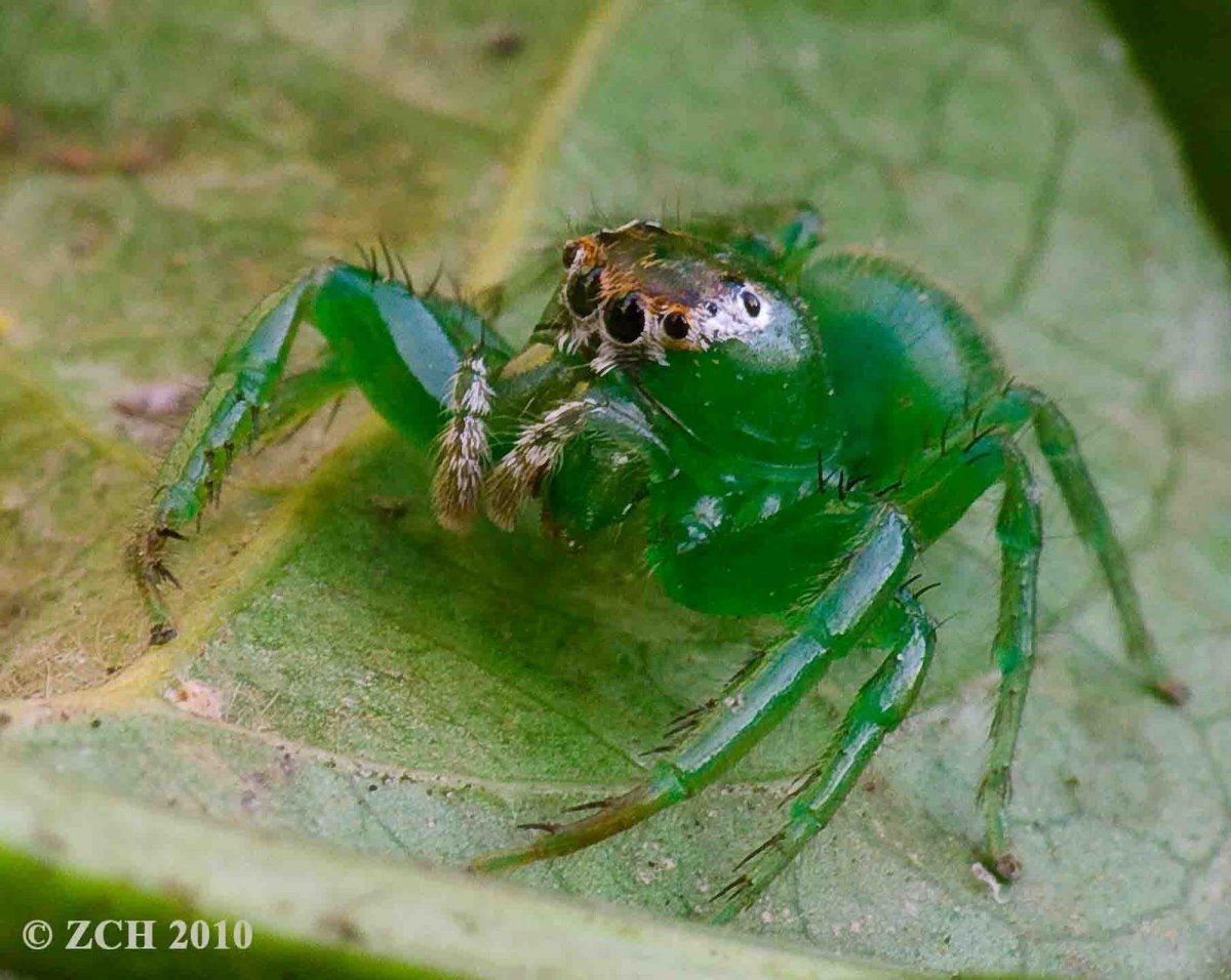Паук скакун зеленый