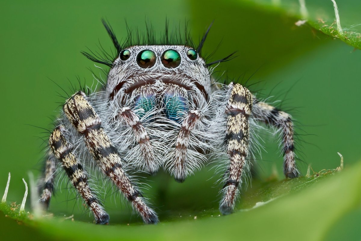 Phidippus mystaceus