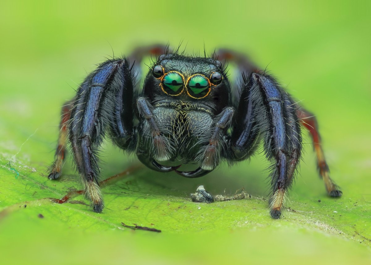 Паук скакунчик зеленый