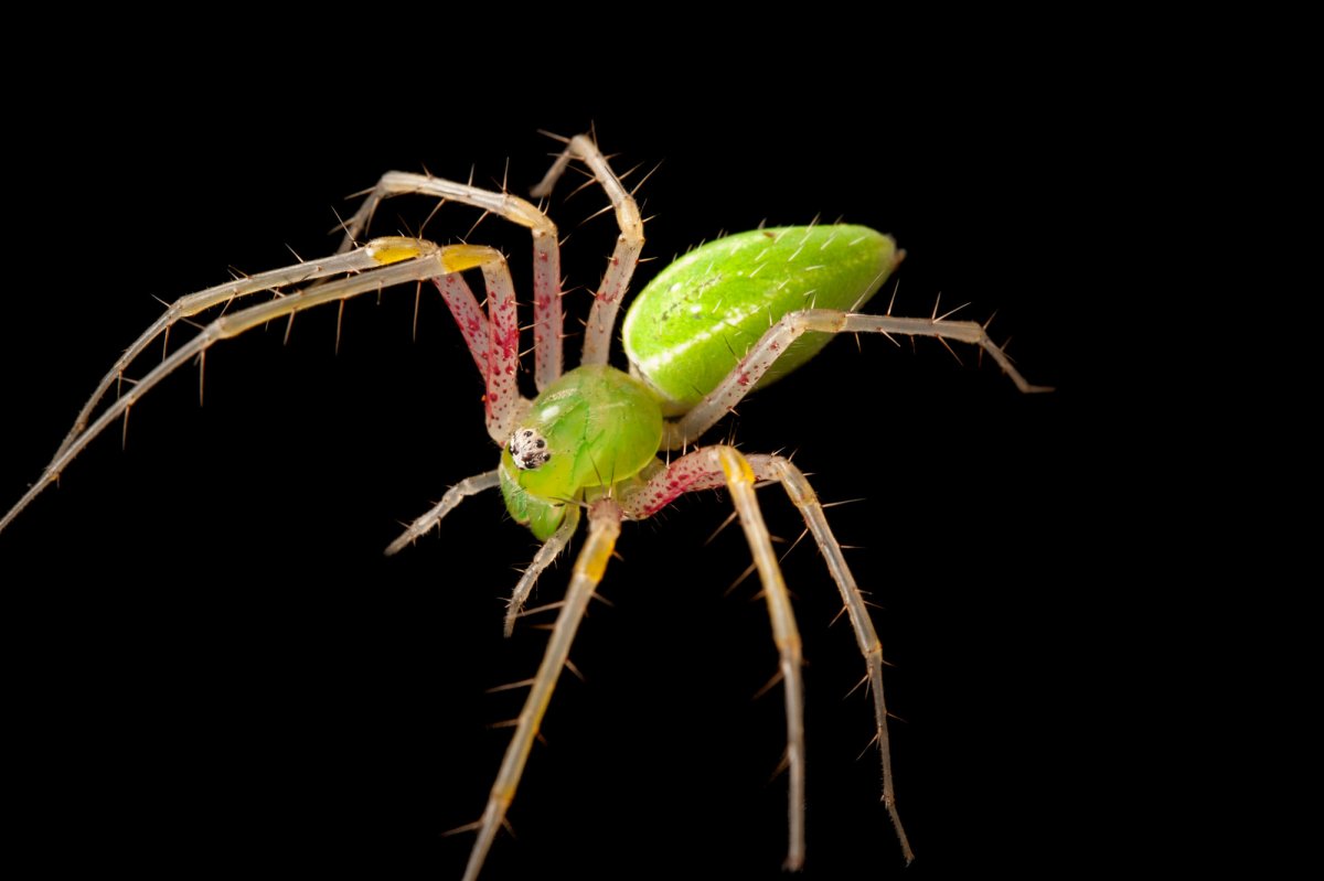 Арахнида паук зеленый