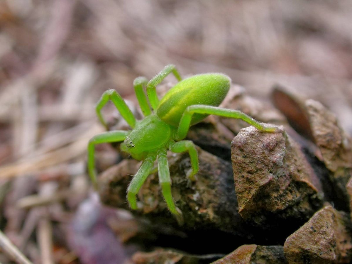 Зеленый ядовитый паук
