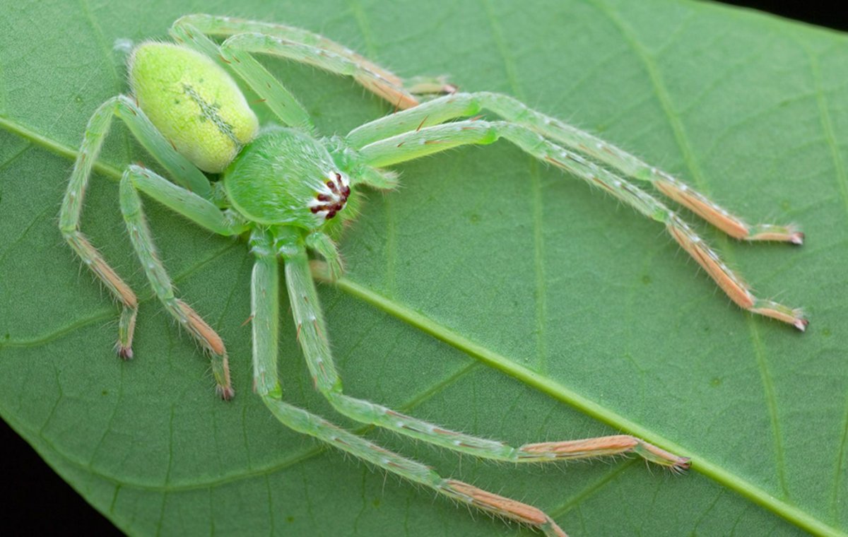 Паук-охотник из семейства Sparassidae