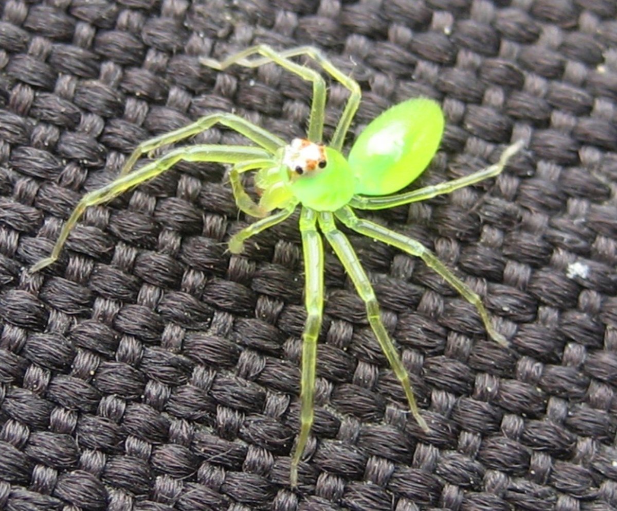 Светло зеленый паук