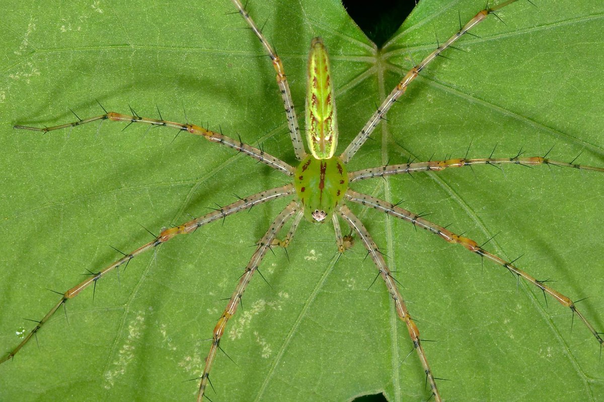 Зеленый ядовитый паук