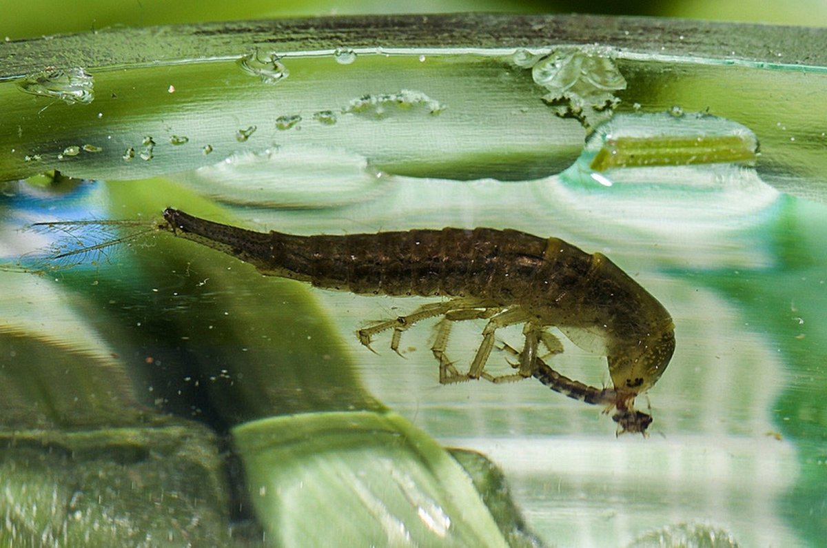 Личинка жука плавунца