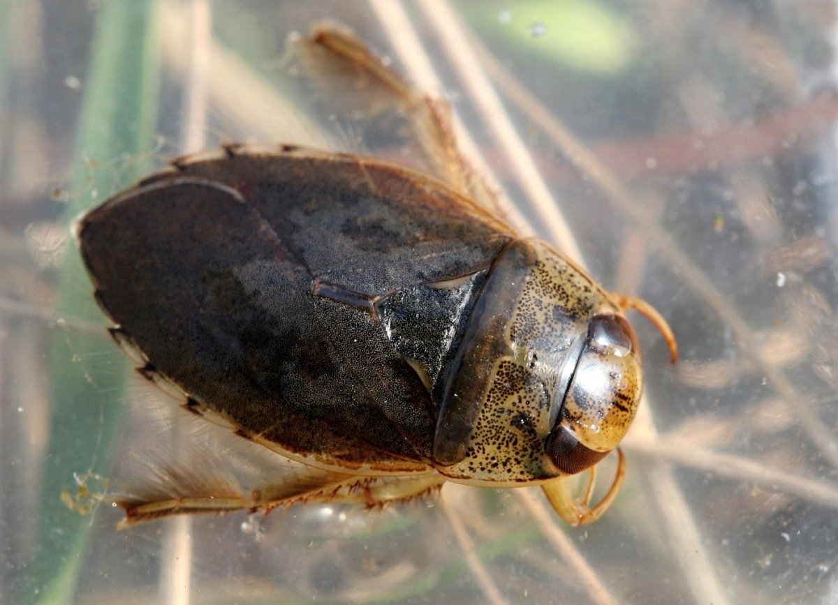 Плавт обыкновенный