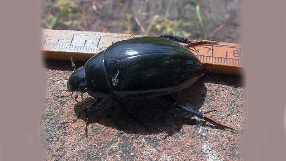 Жук плавунец