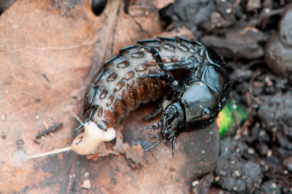 Личинка жука жужелицы Carabidae