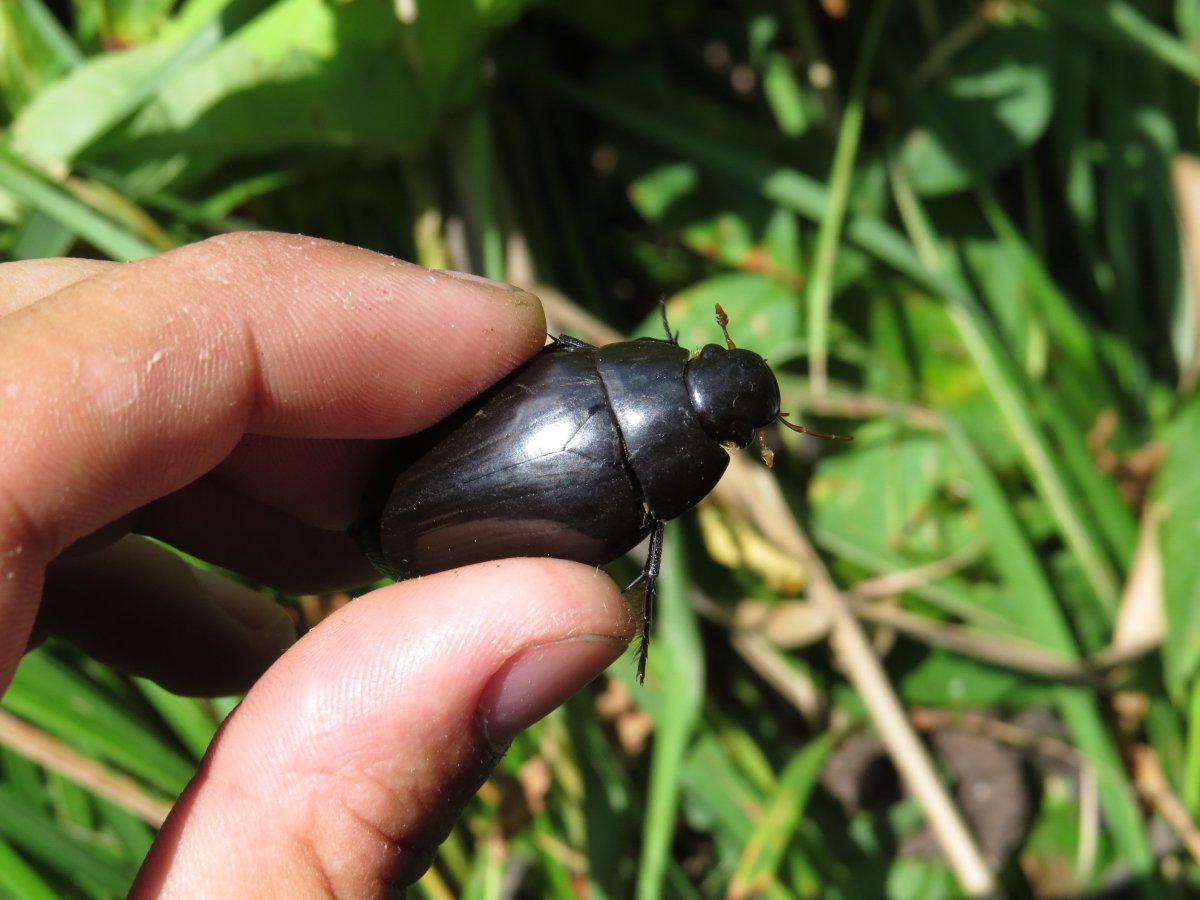 Черный водяной Жук