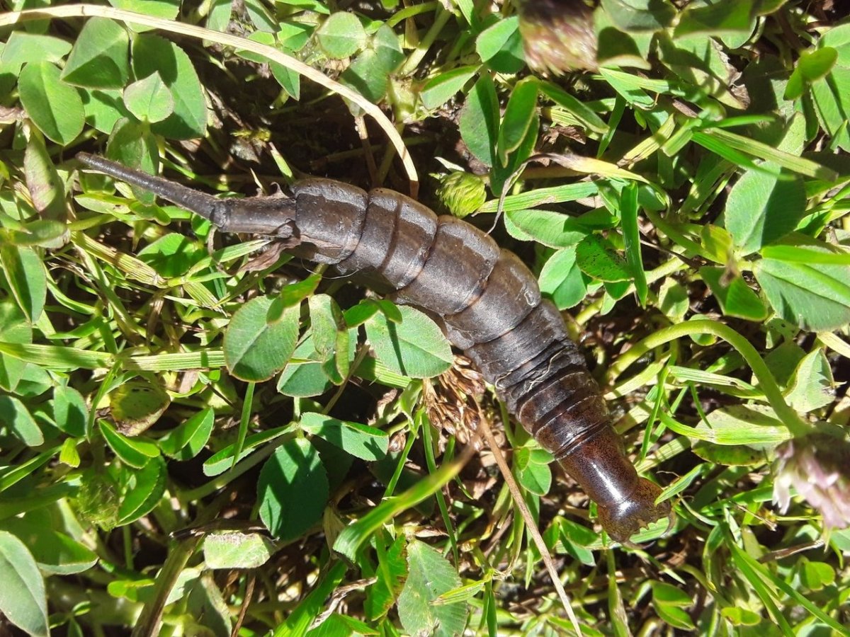 Личинка жука водолюба