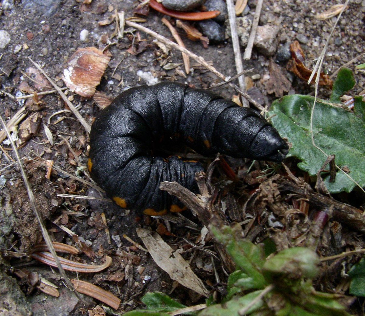 Cucullia Intermedia гусеница