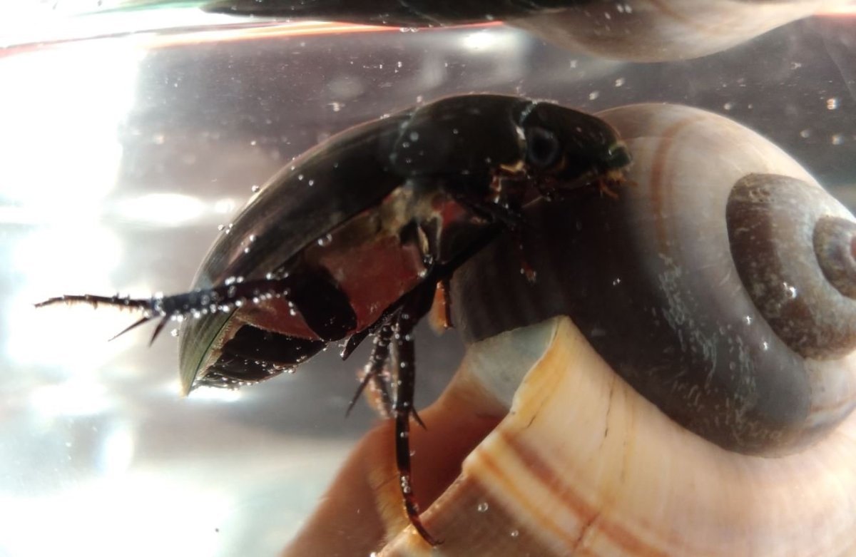 Жук плавунец питание