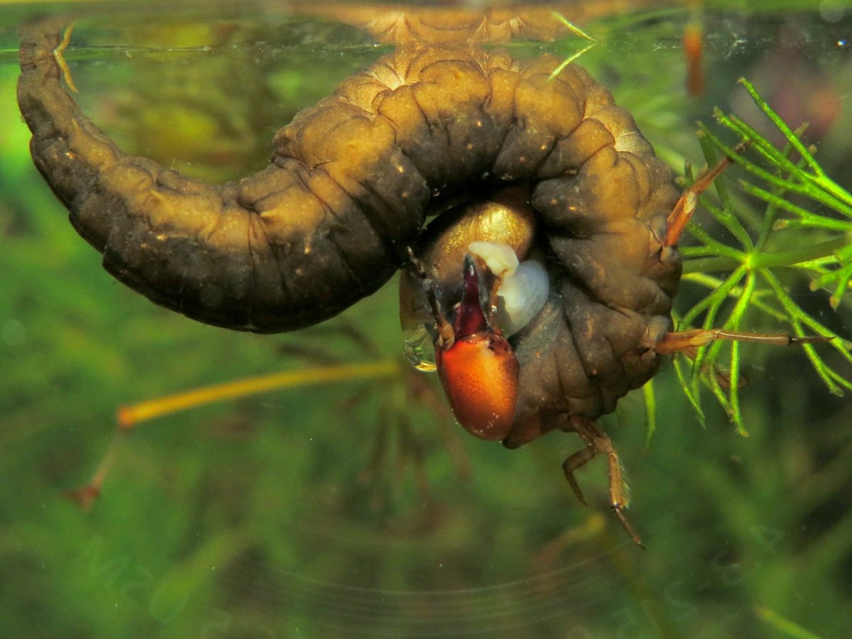 Личинка жука водолюба