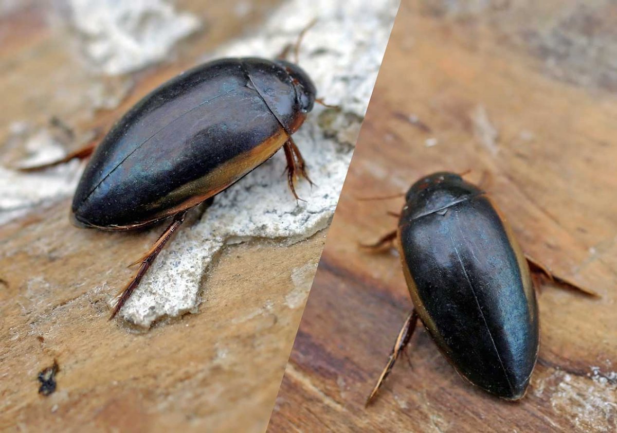 Плавунец тинник