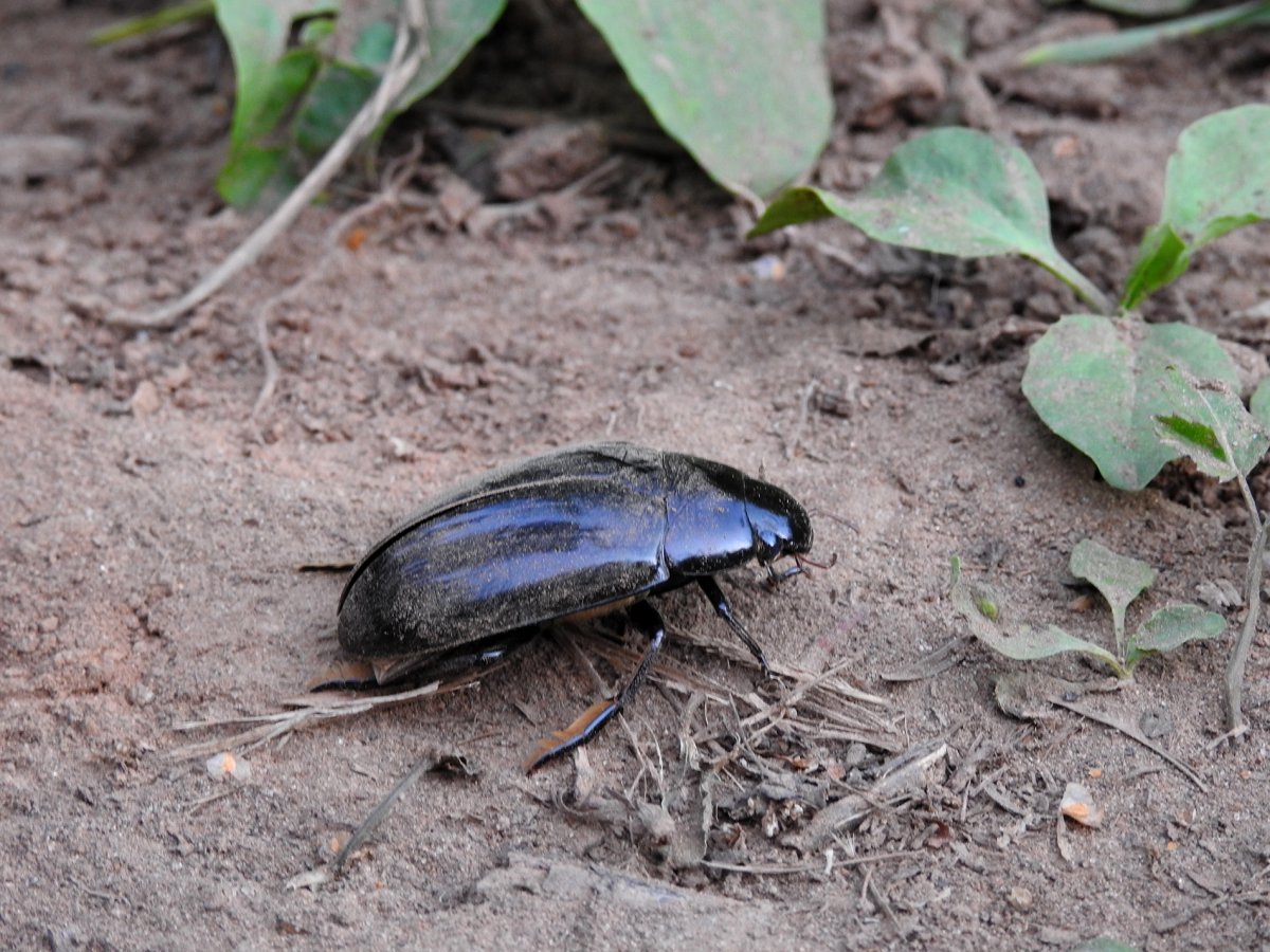 Жук черный водолюб