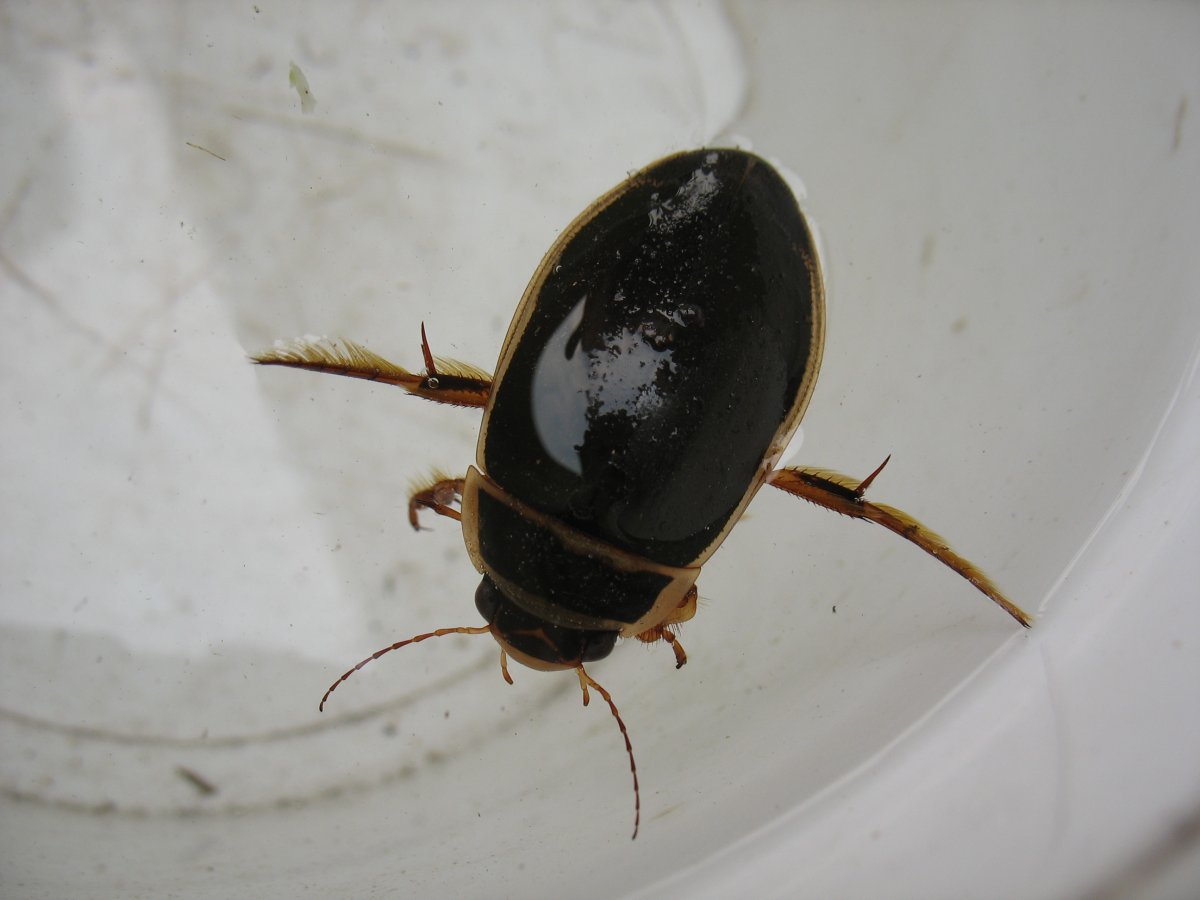 Жук-плавунец окаймленный