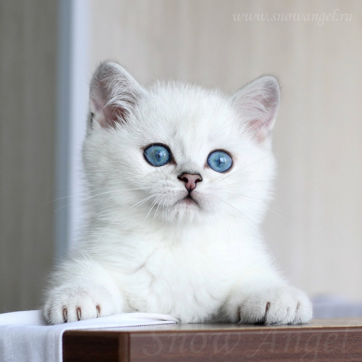 Светло серая кошка