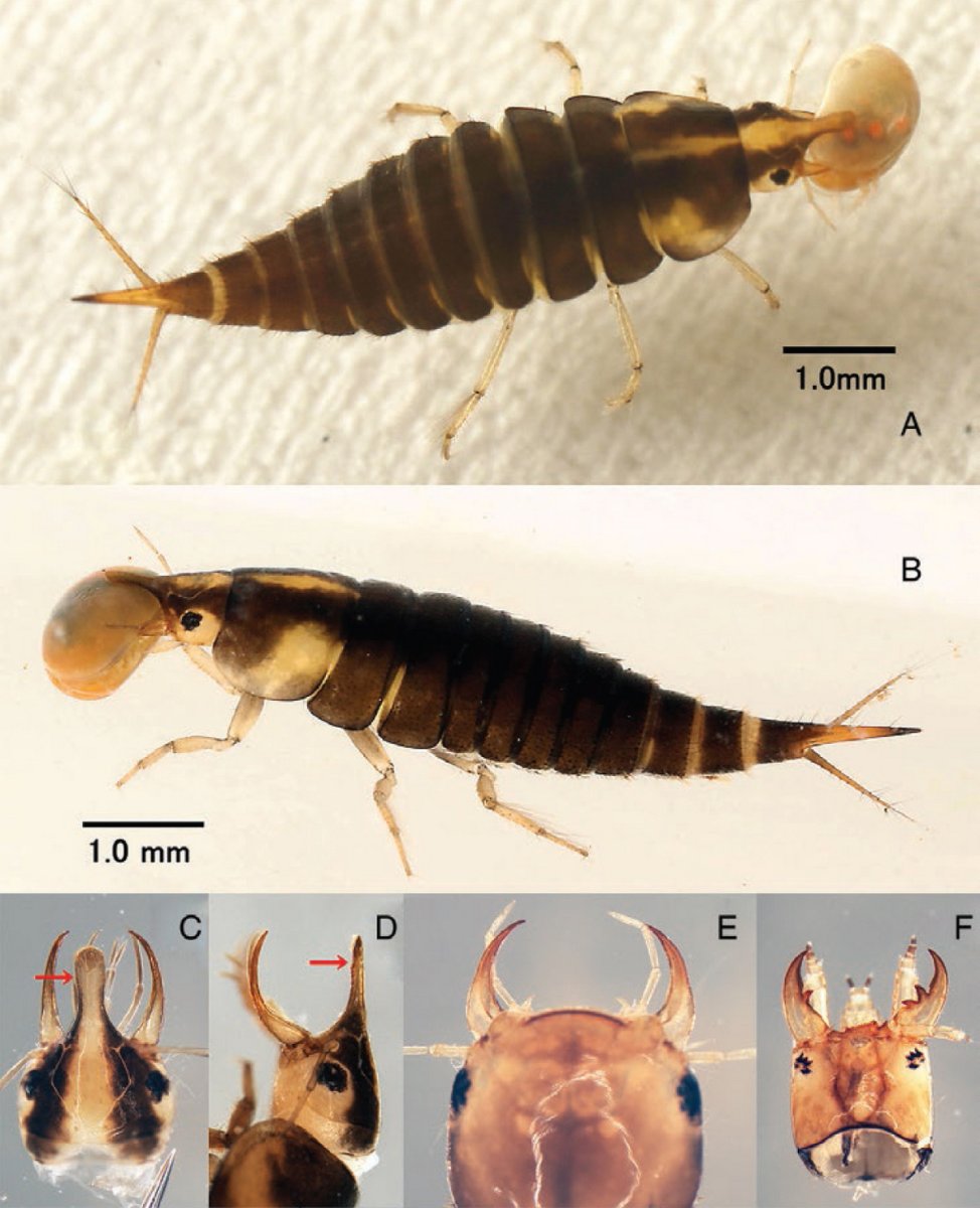Личинки Жуков плавунцов