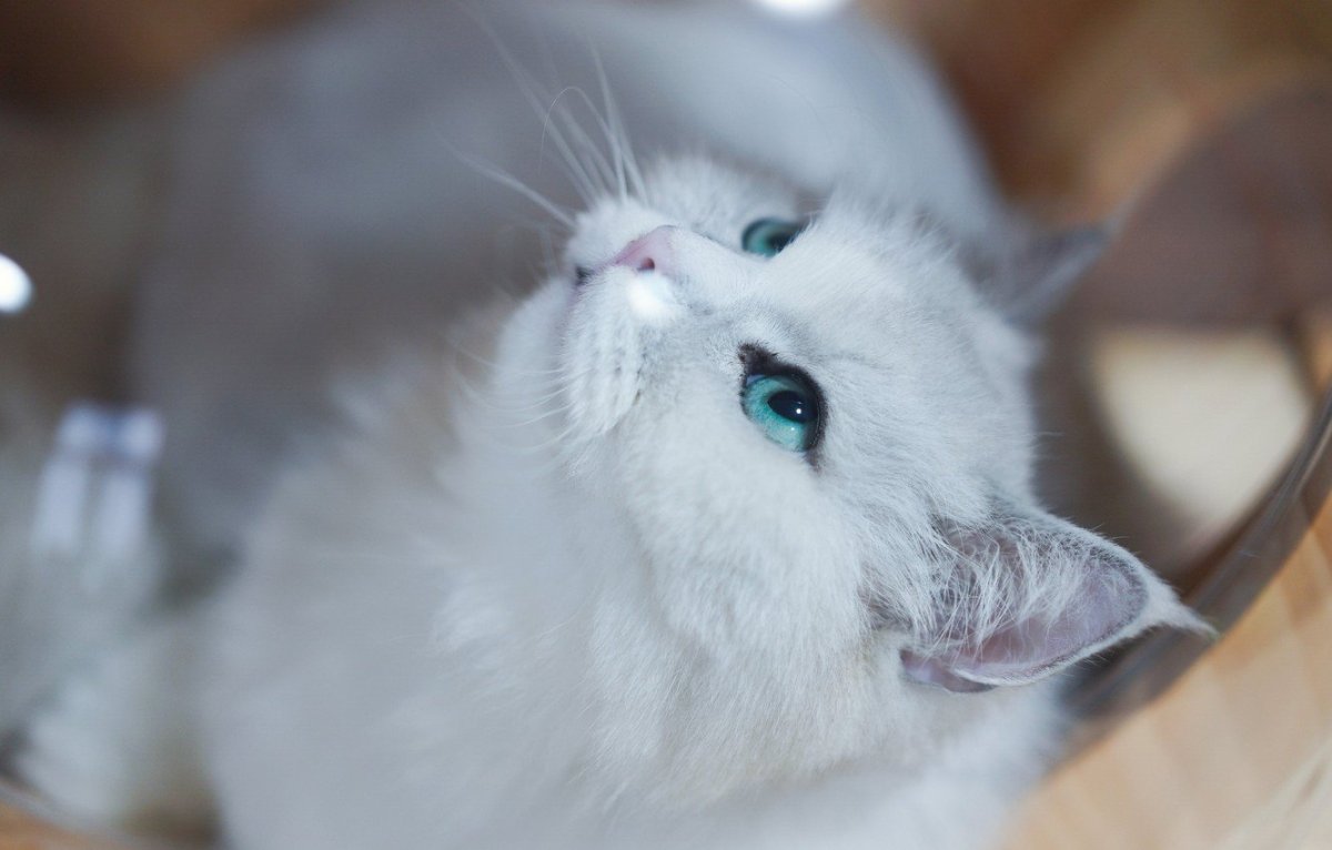 Британская шиншилла