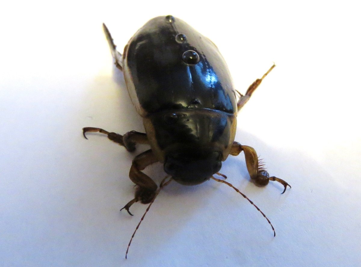 Жук плавунец цибистер