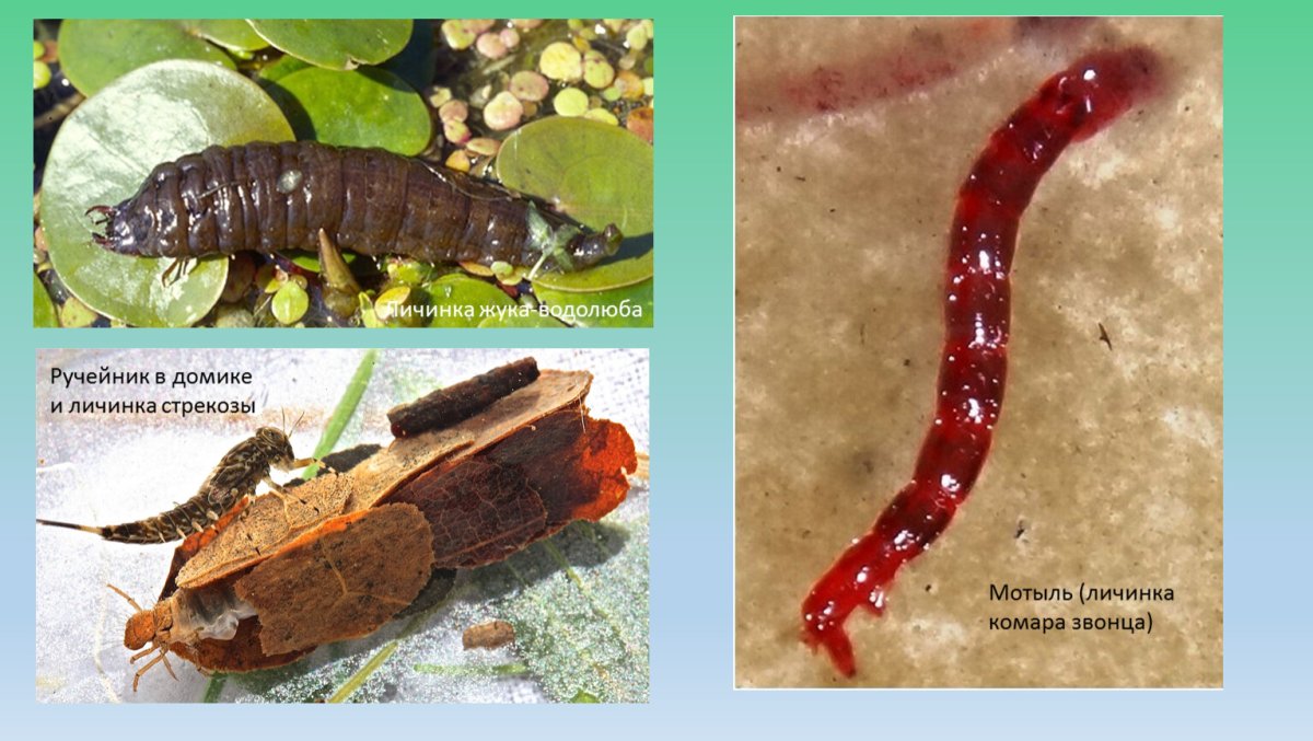 Личинка жука водолюба