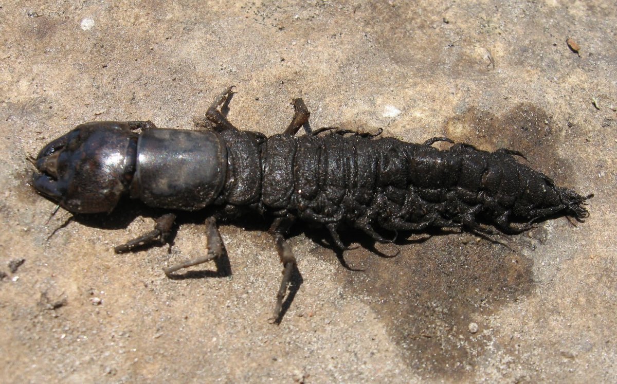 Личинка с клешнями