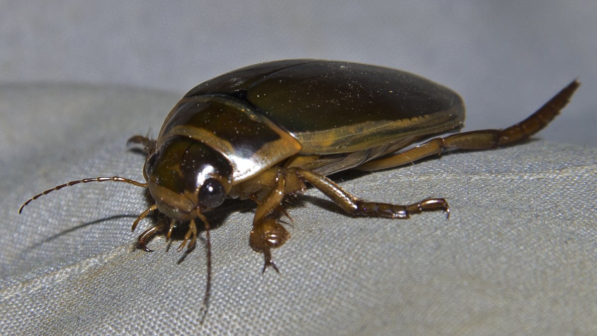 Жук большой черный водолюб