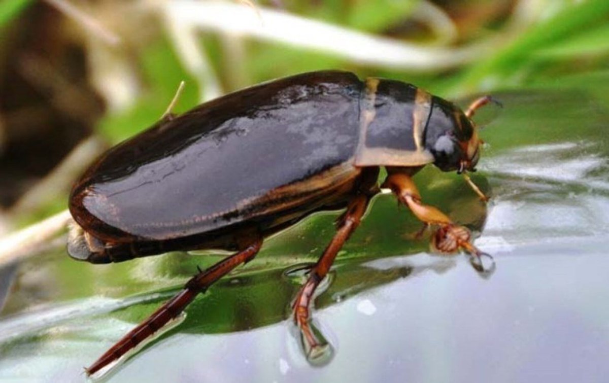 Окаймлённый плавунец (Dytiscus marginalis)