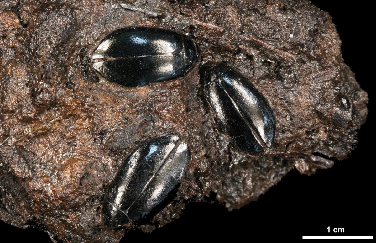 Водолюб навозный Sphaeridium scarabaeoides