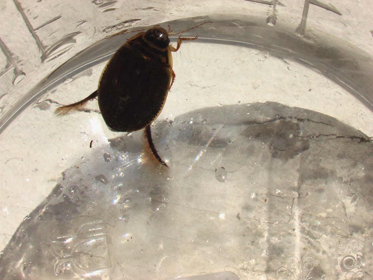 Жук полоскун плавунец