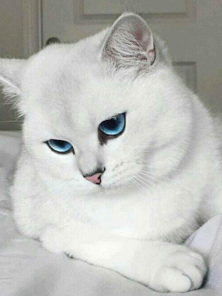 Кошка белая