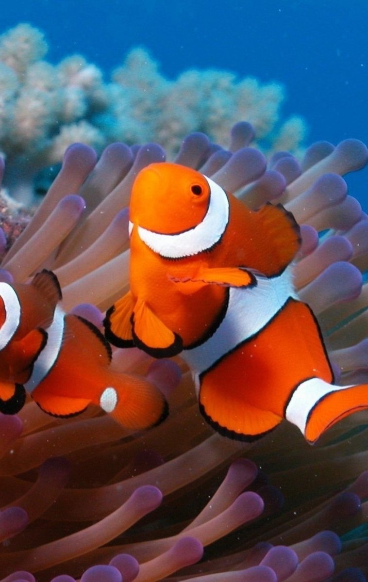 Рыба клоун и актиния