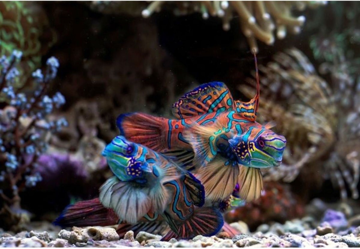 Рыбка Мандаринка