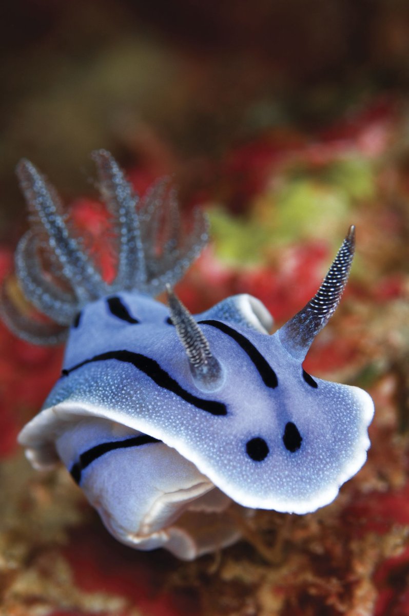 Обитатели моря милые