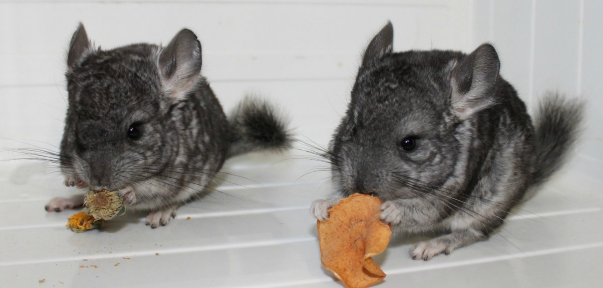 Шиншилла без шерсти