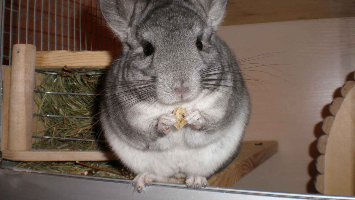 Шиншилла ланигера