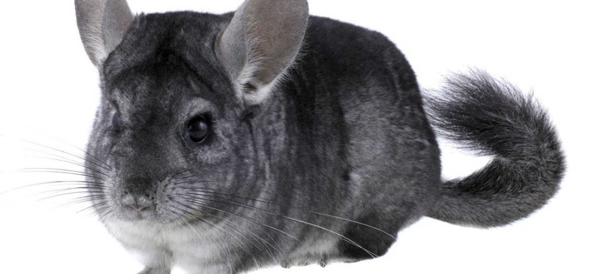 Шиншилла вискаша