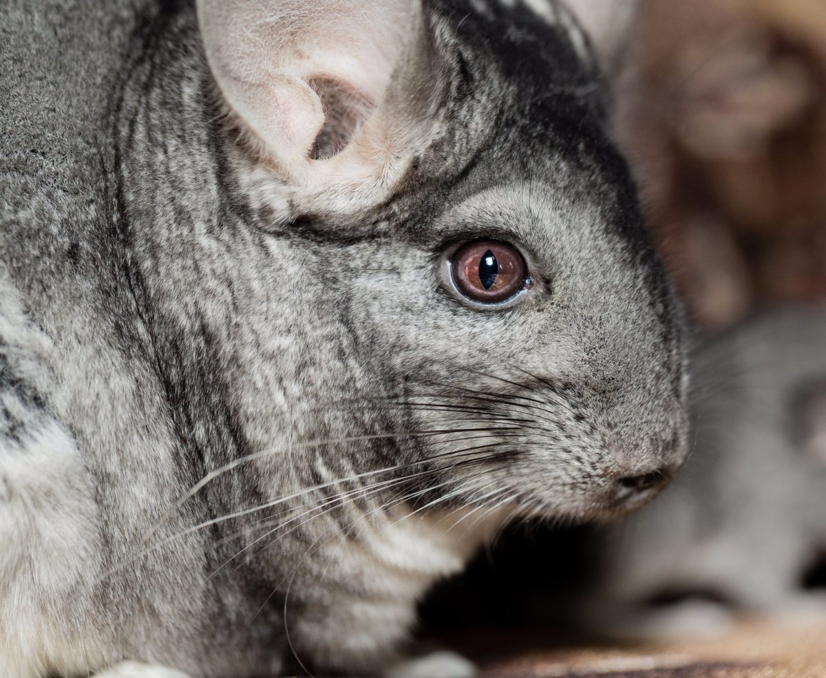 Картинки шиншиллы