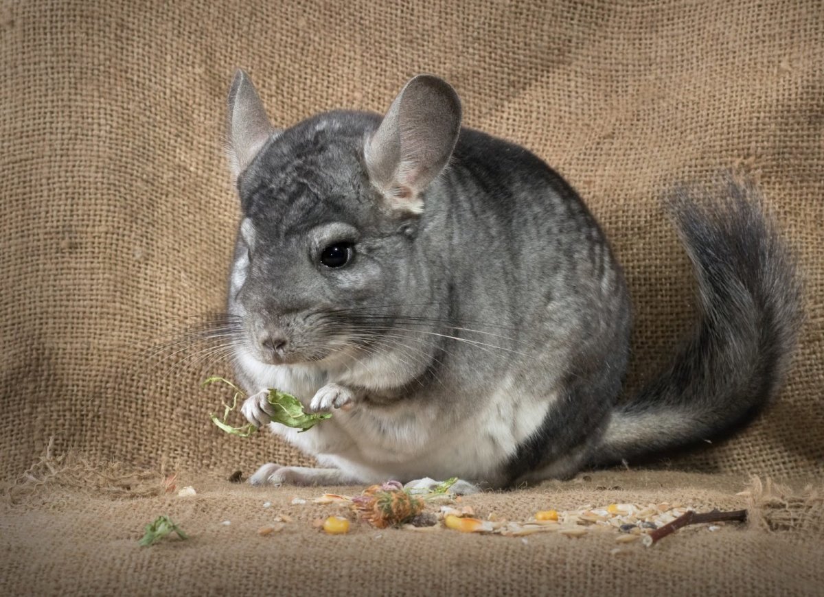 Шиншилла агути