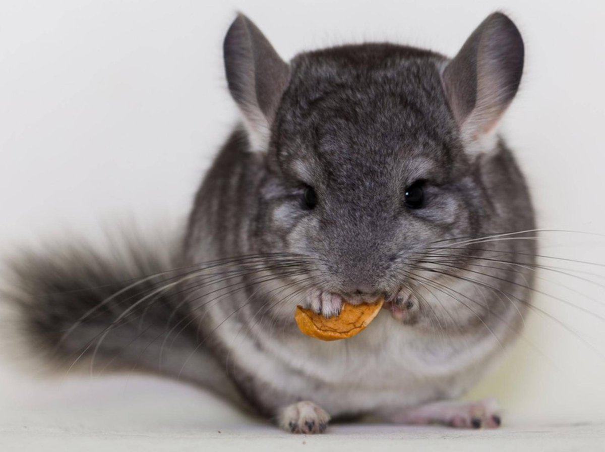 Шиншилла обиделась