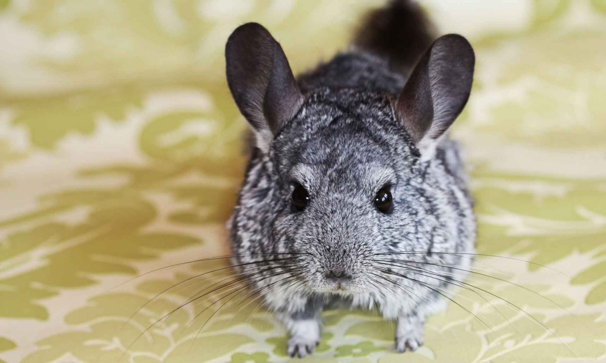 Сибирская шиншилла