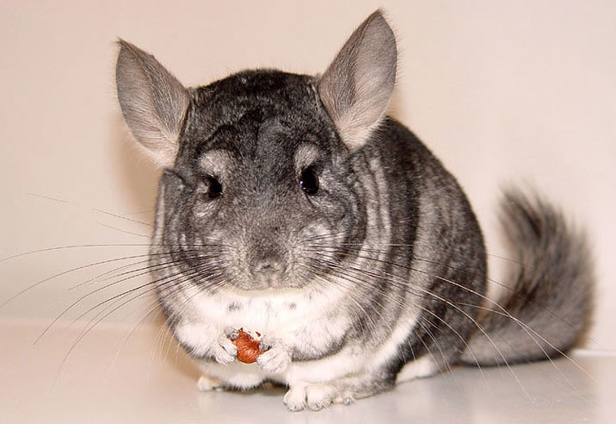 Шиншилла и человек